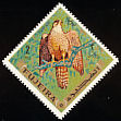 Lanner Falcon Falco biarmicus  1969 Birds 