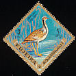 Macqueen's Bustard Chlamydotis macqueenii  1969 Birds 