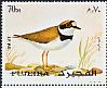 Little Ringed Plover Charadrius dubius  1972 European birds 