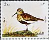 Dunlin Calidris alpina  1972 European birds 