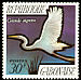 Great Egret Ardea alba  1971 Birds 