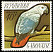 Grey Parrot Psittacus erithacus  1971 Birds 