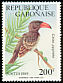 Red-billed Dwarf Hornbill Lophoceros camurus  1989 Birds 
