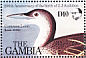Common Loon Gavia immer  1985 Audubon  MS