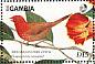 Red-billed Firefinch Lagonosticta senegala  1989 West African birds  MS MS