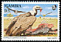 Rüppell's Vulture Gyps rueppelli  1993 African birds of prey 