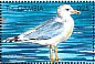 California Gull Larus californicus  1999 Seabirds  MS MS