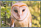 Western Barn Owl Tyto alba  2001 Bird photographs Sheet