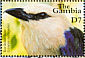 Blue-bellied Roller Coracias cyanogaster  2001 Bird photographs Sheet