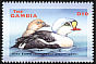 King Eider Somateria spectabilis  2001 Ducks 