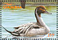 Northern Pintail Anas acuta  2001 Ducks Sheet
