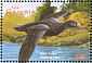 Common Scoter Melanitta nigra  2001 Ducks Sheet