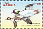 Bufflehead Bucephala albeola  2001 Ducks Sheet