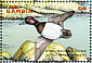 Ring-necked Duck Aythya collaris  2001 Ducks Sheet