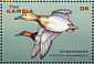 Canvasback Aythya valisineria  2001 Ducks Sheet