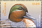 Green-winged Teal Anas carolinensis  2001 Ducks  MS