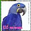 Hyacinth Macaw Anodorhynchus hyacinthinus  2013 Birds of Brazil Sheet