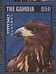 Steppe Eagle Aquila nipalensis  2014 African birds of prey Sheet