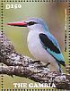 Woodland Kingfisher Halcyon senegalensis  2015 Kingfishers  MS