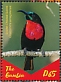 Scarlet-chested Sunbird Chalcomitra senegalensis  2019 Sunbirds of Africa Sheet