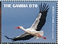 White Stork Ciconia ciconia