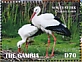 White Stork Ciconia ciconia