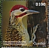 Fine-spotted Woodpecker Campethera punctuligera