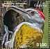 African Grey Woodpecker Dendropicos goertae