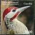 Fine-spotted Woodpecker Campethera punctuligera  2020 Woodpecker Sheet