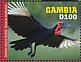 Southern Ground Hornbill Bucorvus leadbeateri  2020 Southern Ground Hornbill Sheet