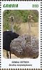 Somali Ostrich Struthio molybdophanes  2020 Somali Ostrich Sheet