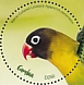 Yellow-collared Lovebird Agapornis personatus  2020 Yellow-collared Lovebird  MS