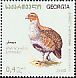 Grey Partridge Perdix perdix  2010 Birds 