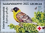Black-headed Bunting Emberiza melanocephala