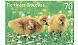 Greylag Goose Anser anser  2016 Animal children Booklet, sa