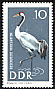 Common Crane Grus grus  1967 Protected birds 