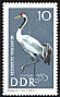 Common Crane Grus grus