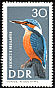 Common Kingfisher Alcedo atthis  1967 Protected birds 