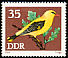 Eurasian Golden Oriole Oriolus oriolus