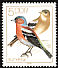 Common Chaffinch Fringilla coelebs  1979 Songbirds 