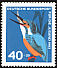 Common Kingfisher Alcedo atthis