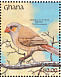 Orange-cheeked Waxbill Estrilda melpoda  1991 The birds of Ghana Sheet