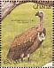 White-backed Vulture Gyps africanus  1991 The birds of Ghana Sheet