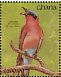 Southern Carmine Bee-eater  Merops nubicoides