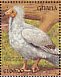 Egyptian Vulture Neophron percnopterus  1991 The birds of Ghana Sheet