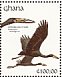 African Openbill Anastomus lamelligerus  1991 The birds of Ghana Sheet
