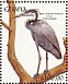Black-headed Heron Ardea melanocephala  1991 The birds of Ghana Sheet