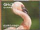 Lesser Flamingo Phoeniconaias minor  2015 Birds of Ghana Sheet