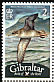 Balearic Shearwater Puffinus mauretanicus  2008 Bird definitives 