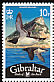 Razorbill Alca torda  2008 Bird definitives 